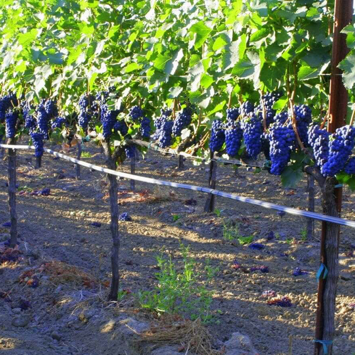 Виноградники
